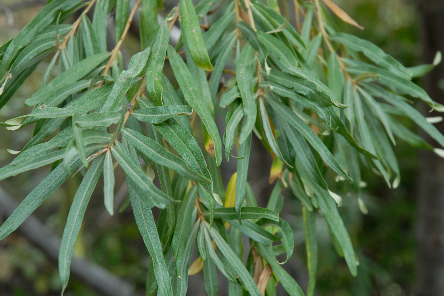 Common Sea Buckthorn